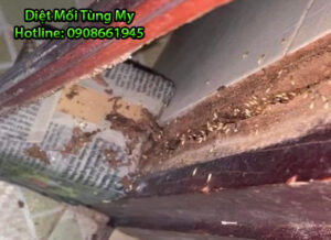 dich vu diet moi tai nha