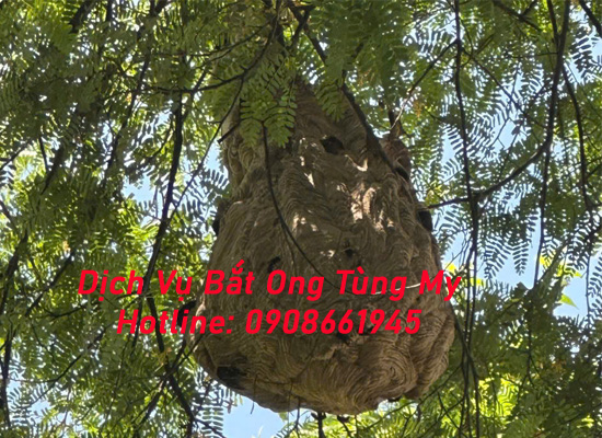 gia diet to ong tai nha