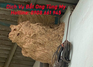 dich vu bat ong tai can tho