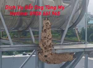 dich vu bat ong tai hai phong