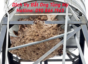 dich vu bat ong tai ha noi